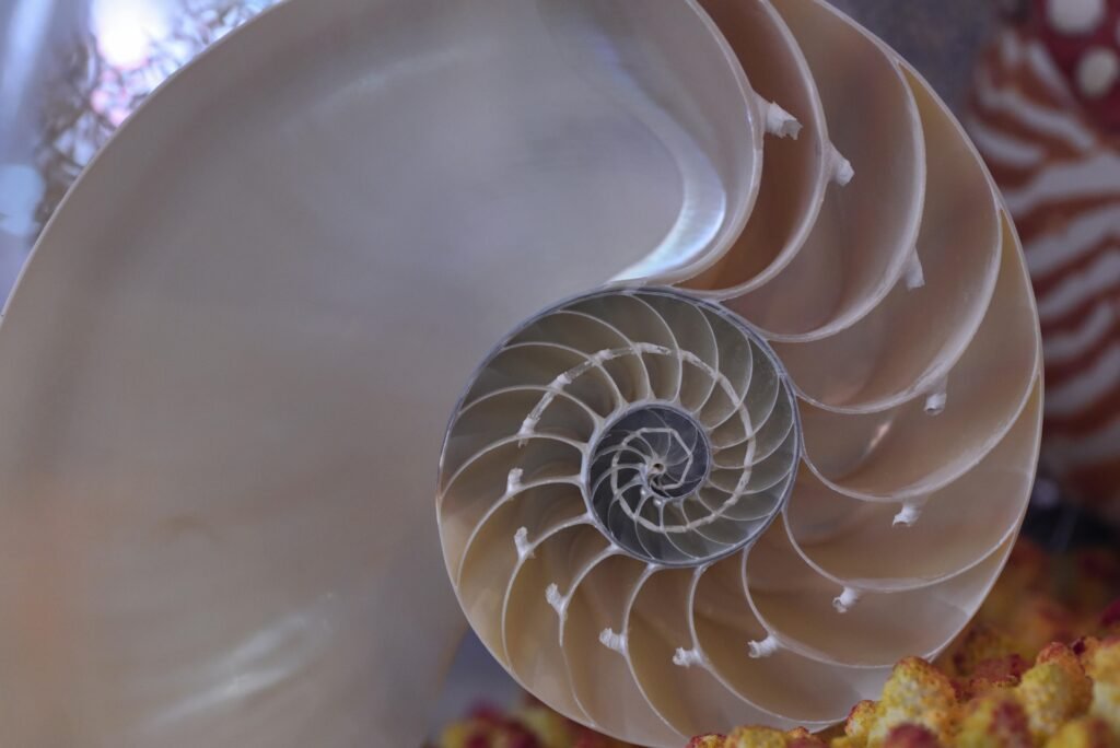 Close up of a Seashell Digital Solutions for Business Growth